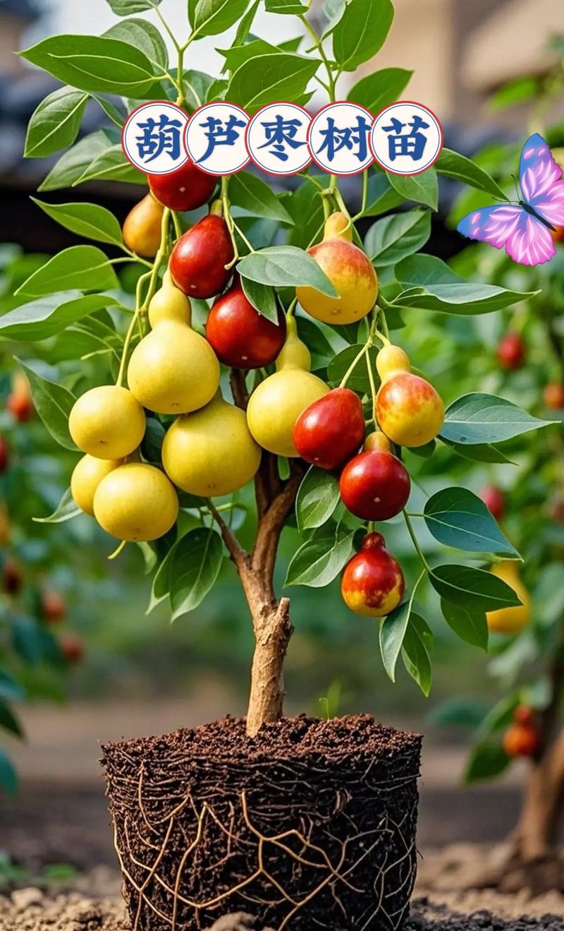 山东农科院枣树有哪些优良品种？-图3