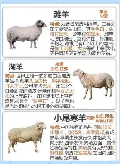 陕西羊品种有哪些？最新价格是多少？-图2