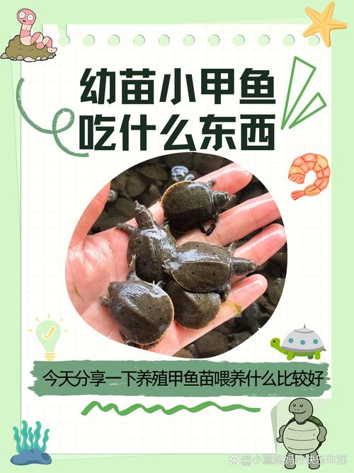 2025山瑞鳖幼苗价格多少钱一只？-图3