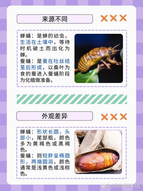 蝉的幼虫养殖方法与市场价格多少?-图2 蝉的幼虫养殖方法与市场价格多少?-图2