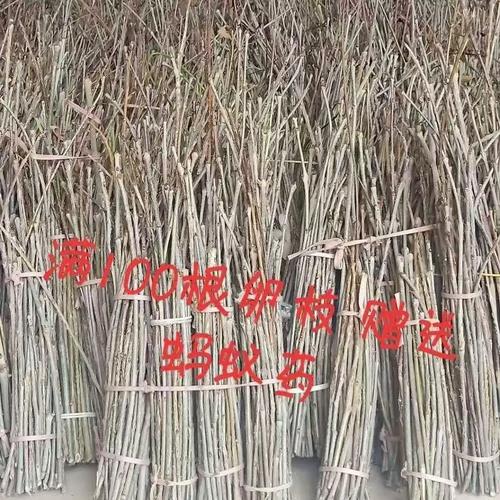 蝉的幼虫养殖方法与市场价格多少?-图3 蝉的幼虫养殖方法与市场价格多少?-图3