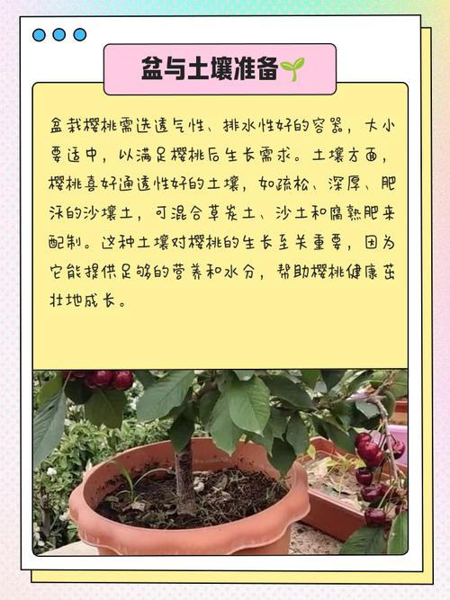 盆栽樱桃如何种得好?管理技巧有哪些?-图1 盆栽樱桃如何种得好?管理技巧有哪些?-图1