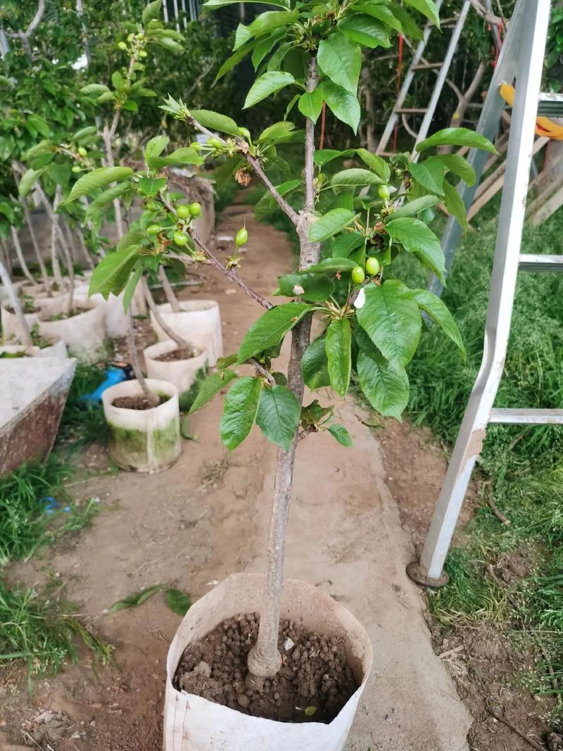 盆栽樱桃如何种得好?管理技巧有哪些?-图2 盆栽樱桃如何种得好?管理技巧有哪些?-图2