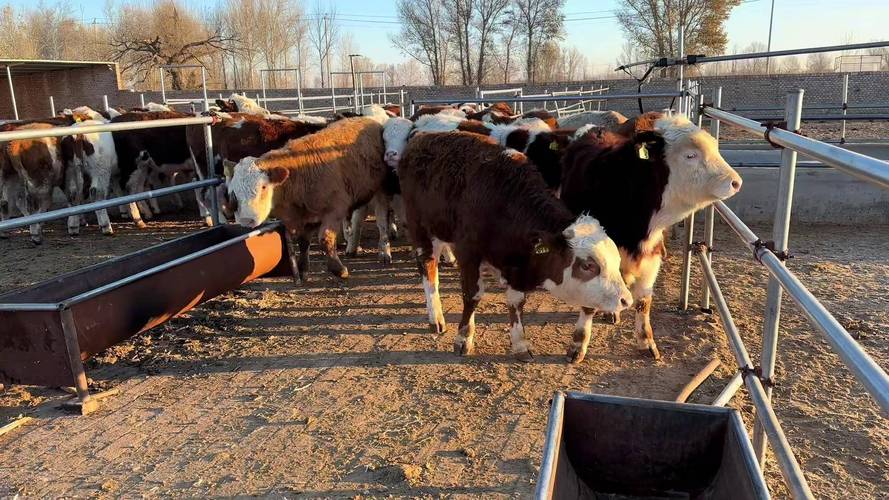 河南养牛,什么品种最合适?-图2 河南养牛,什么品种最合适?-图2