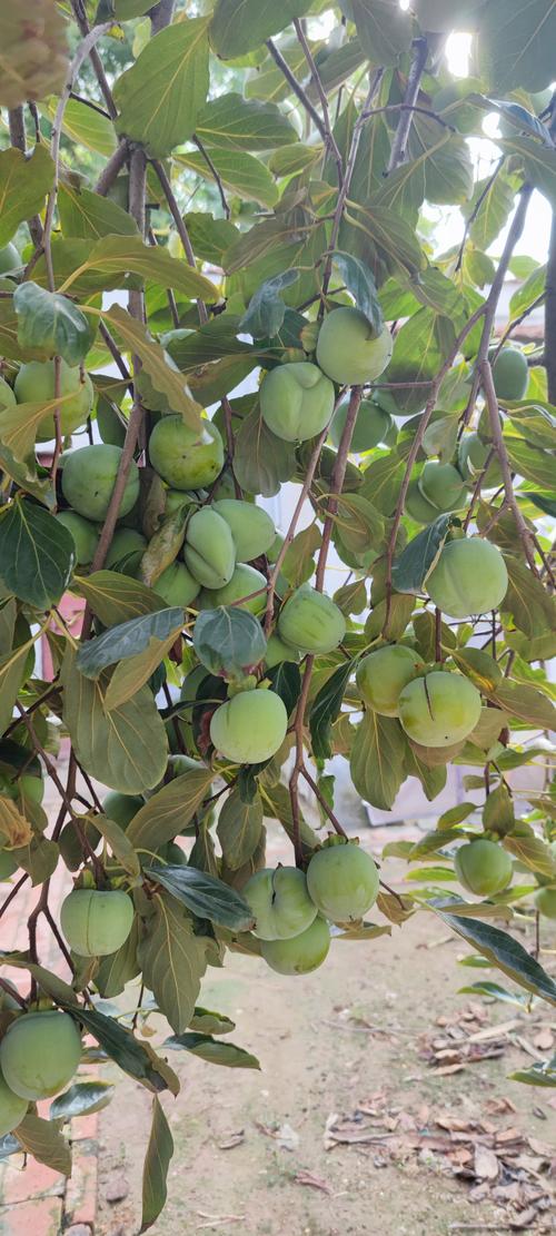 东北适合栽种哪些柿树品种?-图1 东北适合栽种哪些柿树品种?-图1