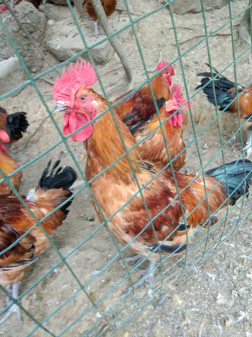 现在养殖的鸡是什么品种-图2