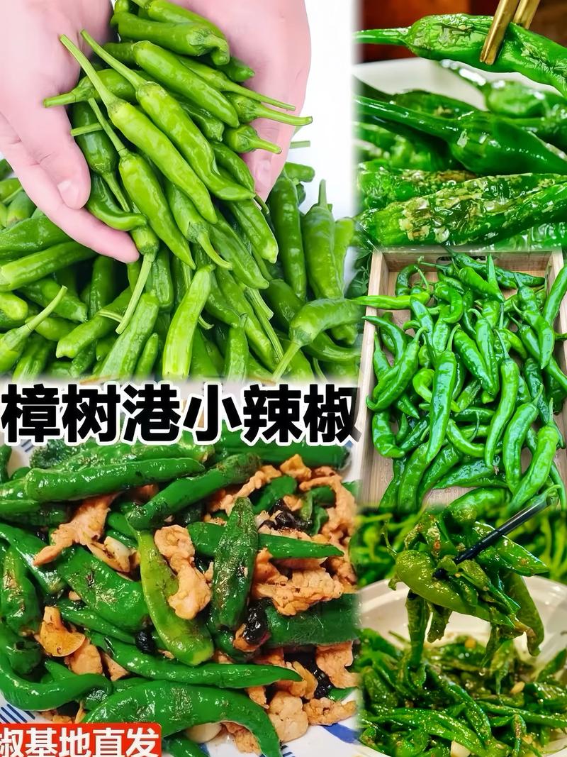 江西红辣椒是什么品种？-图2