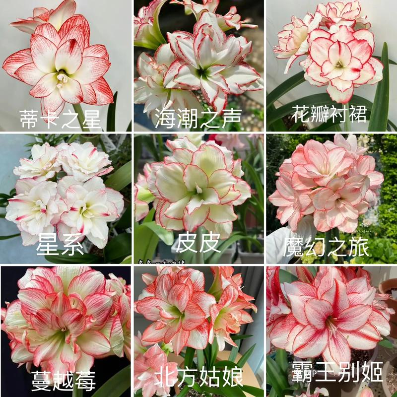 朱顶红品种名与图片如何对应？-图3