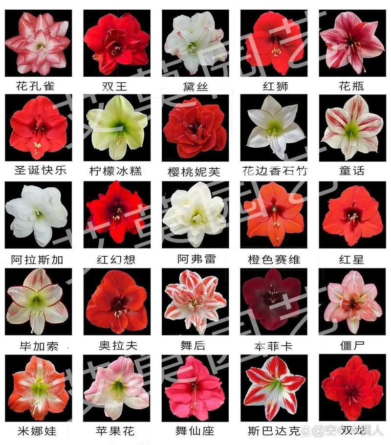 朱顶红品种名与图片如何对应？-图1