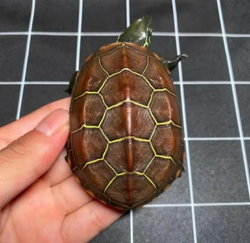 贵州地区有哪些龟的品种?-图1 贵州地区有哪些龟的品种?-图1