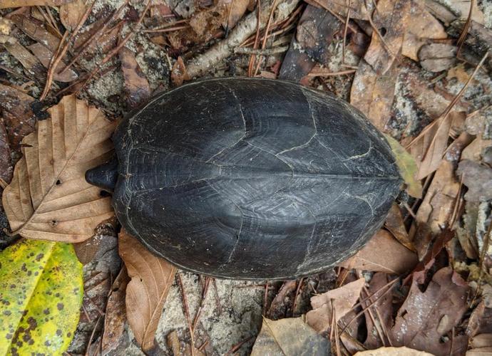 贵州地区有哪些龟的品种?-图2 贵州地区有哪些龟的品种?-图2