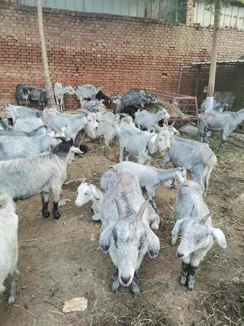青山羊养殖技术视频直播看什么？-图3