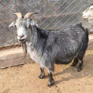 青山羊养殖技术视频直播看什么？-图2