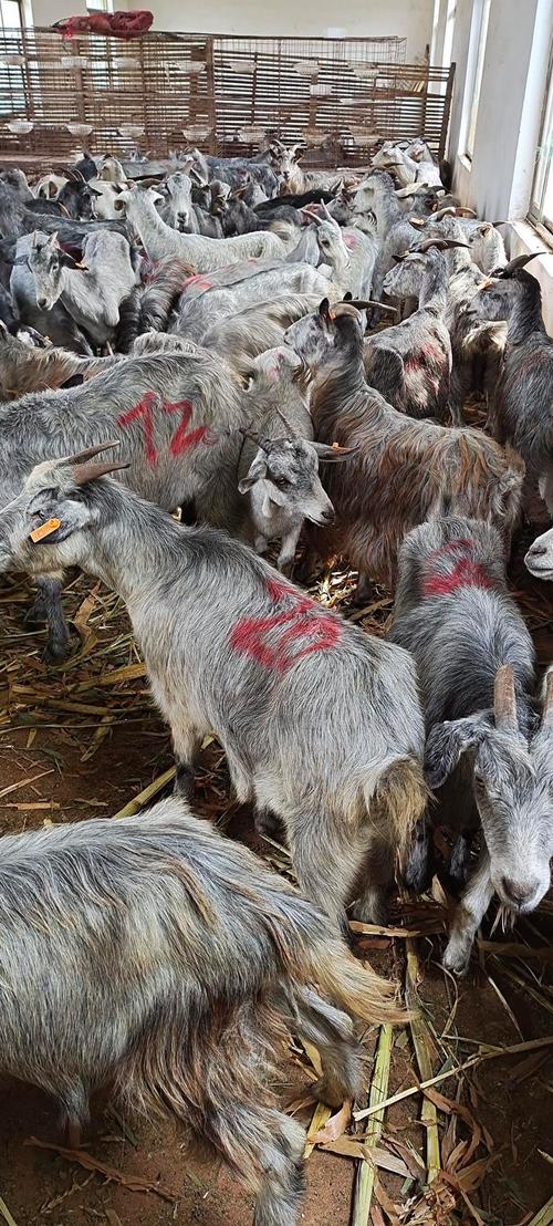 青山羊养殖技术视频直播看什么？-图1