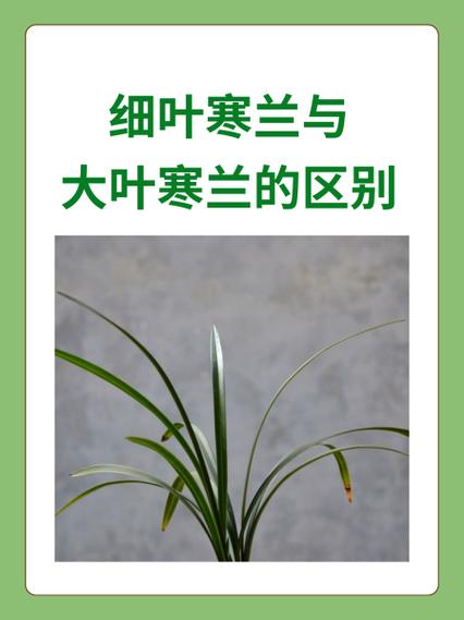 寒兰和建兰哪个品种更可口？-图1