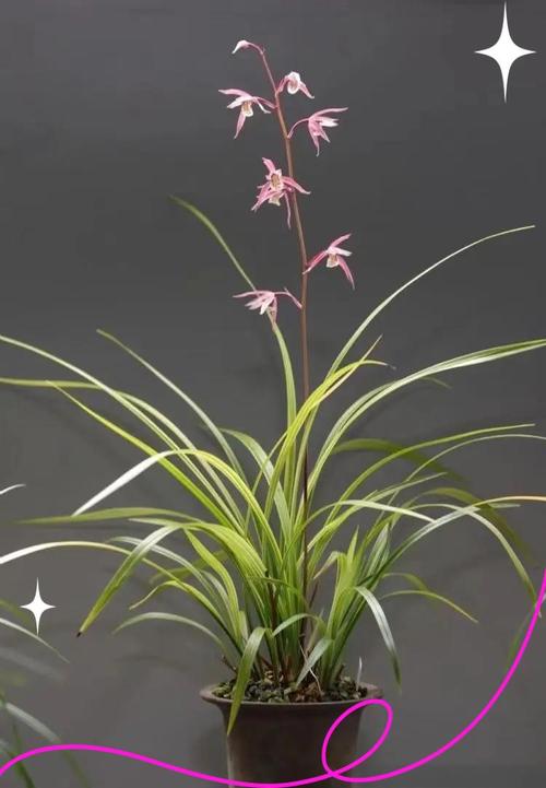 寒兰和建兰哪个品种更可口？-图3