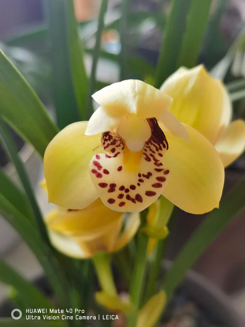 寒兰和建兰哪个品种更可口？-图2