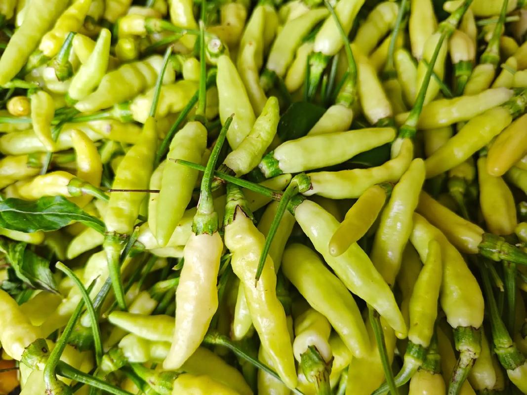 白辣椒是辣椒品种吗？-图3