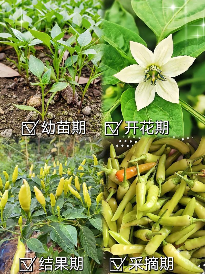 白辣椒是辣椒品种吗？-图2