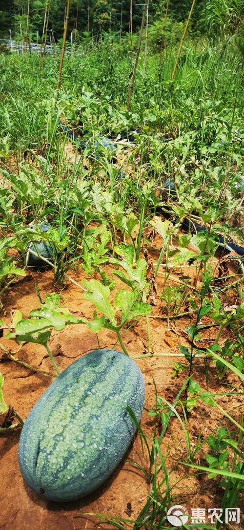 黑美人西瓜种植管理技术要点有哪些？-图2