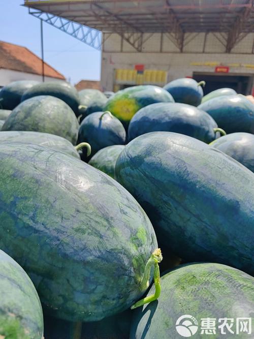 黑美人西瓜种植管理技术要点有哪些？-图3