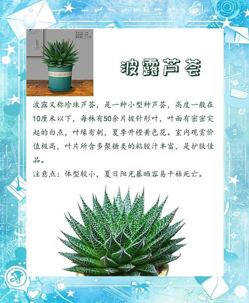芦荟品种图片大全配图有哪些常见种类?-图2 芦荟品种图片大全配图有哪些常见种类?-图2