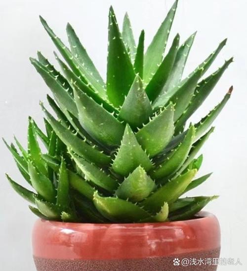 芦荟品种图片大全配图有哪些常见种类?-图1 芦荟品种图片大全配图有哪些常见种类?-图1