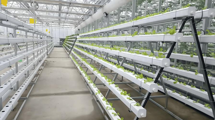家庭种植养殖加工新技术有哪些实用妙招？-图1