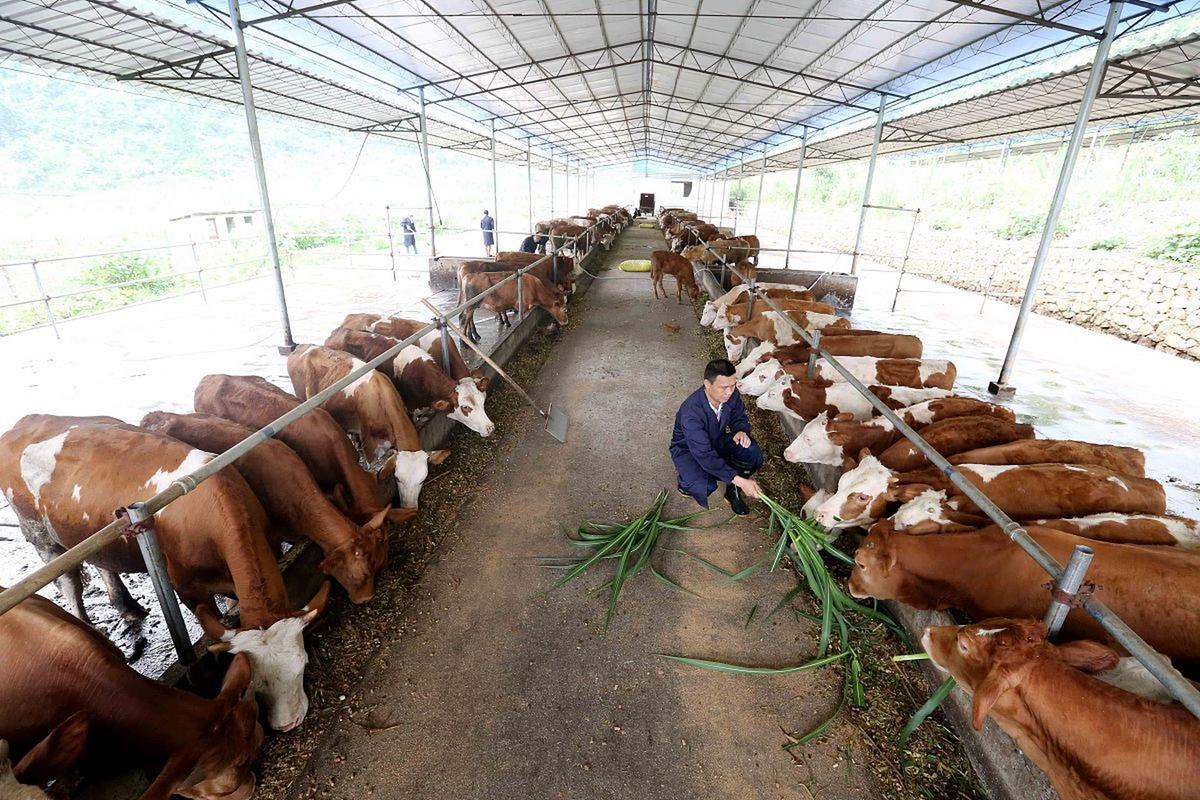 科学圈养牛羊技术视频，如何高效养殖？-图3