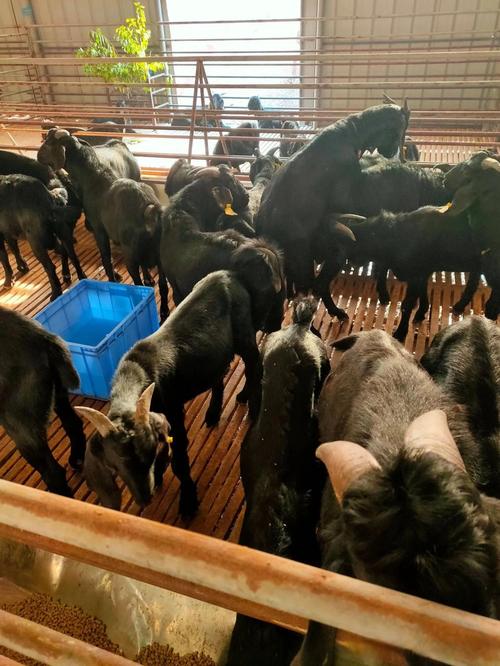 科学圈养牛羊技术视频，如何高效养殖？-图2