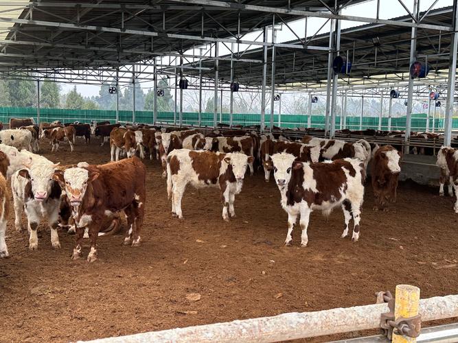 科学圈养牛羊技术视频，如何高效养殖？-图1