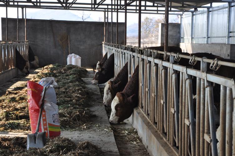 山东哪里养牛技术领先？-图1