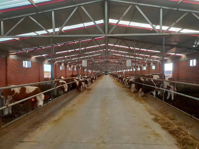 山东哪里养牛技术领先？-图2