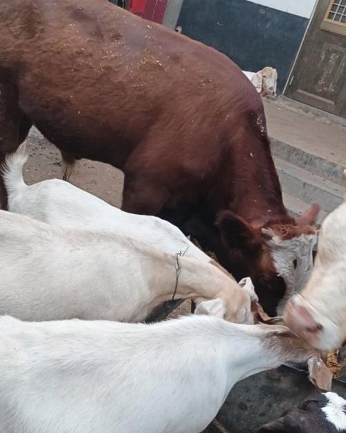 山东哪里养牛技术领先？-图3