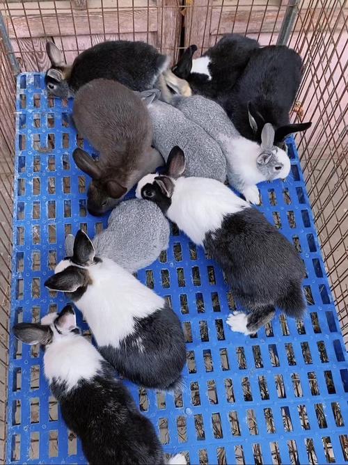 养殖家兔子技术视频全集,哪里能看全?-图1 养殖家兔子技术视频全集,哪里能看全?-图1