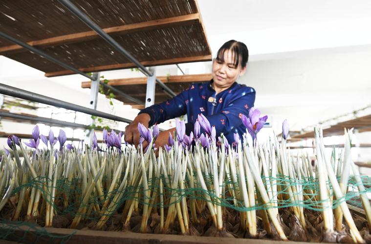 西红花人工室内种植技术如何实现高效栽培?-图2 西红花人工室内种植技术如何实现高效栽培?-图2