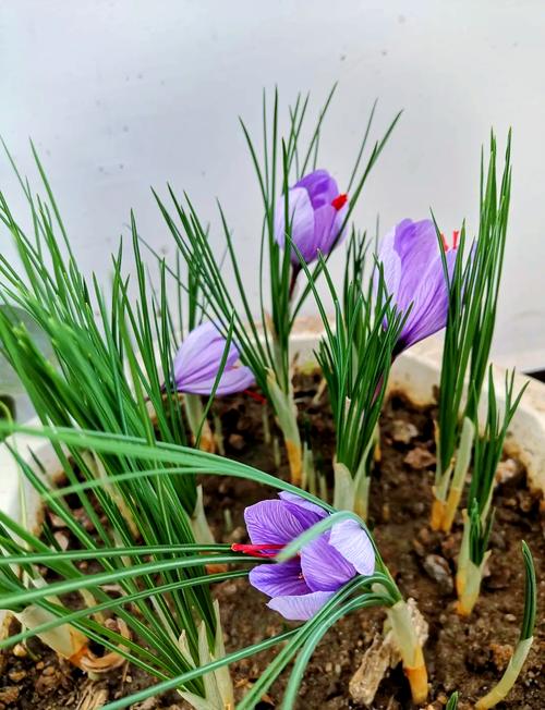 西红花人工室内种植技术如何实现高效栽培?-图1 西红花人工室内种植技术如何实现高效栽培?-图1