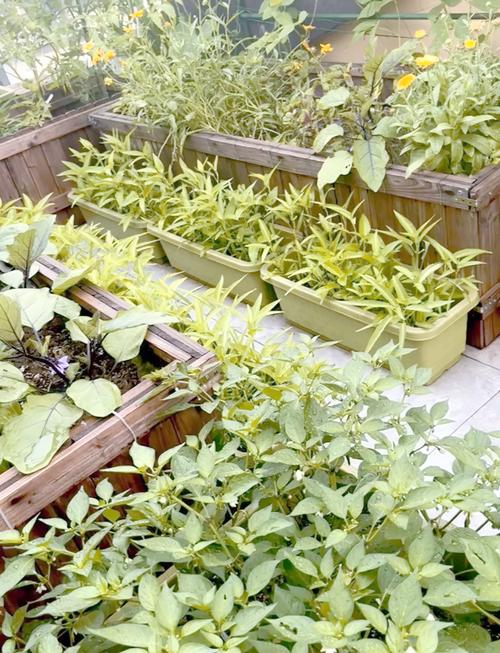 露地菜哪些品种效益好？-图1