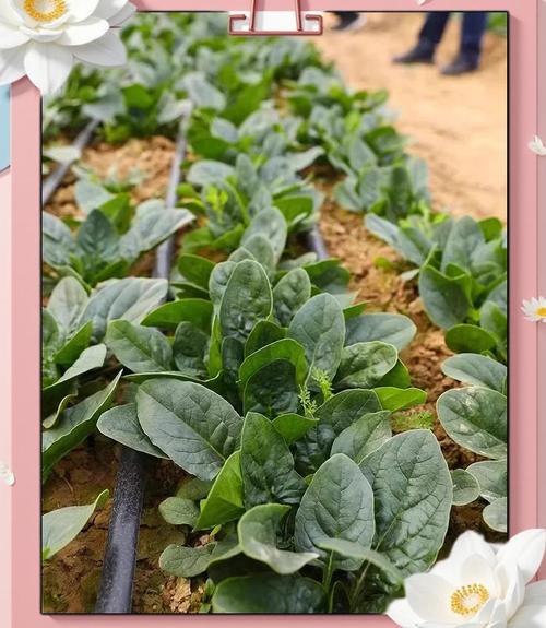 露地菜哪些品种效益好？-图2