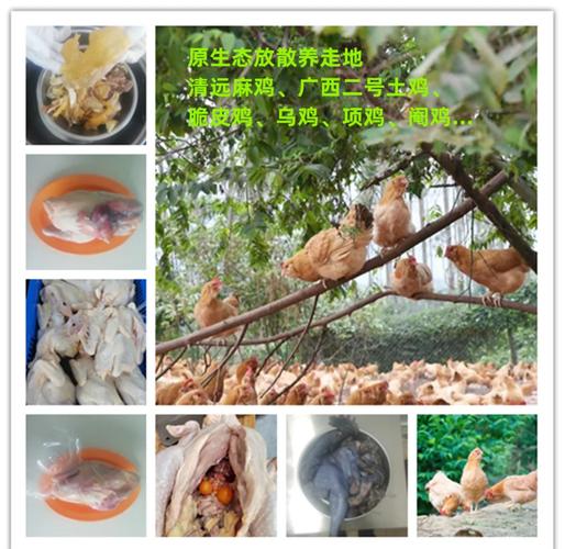 山地养土鸡技术要点有哪些？-图2