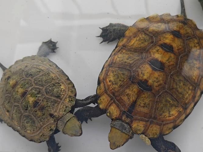 2025年石龟最新价格多少钱一只?-图2 2025年石龟最新价格多少钱一只?-图2