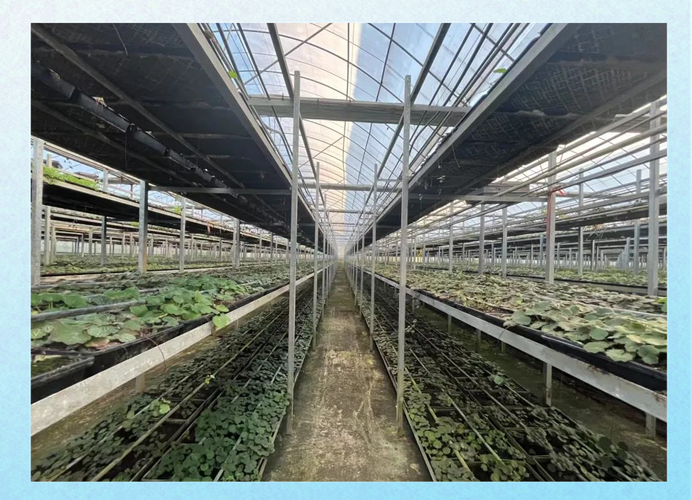 大棚药材种植管理技术有哪些要点？-图2