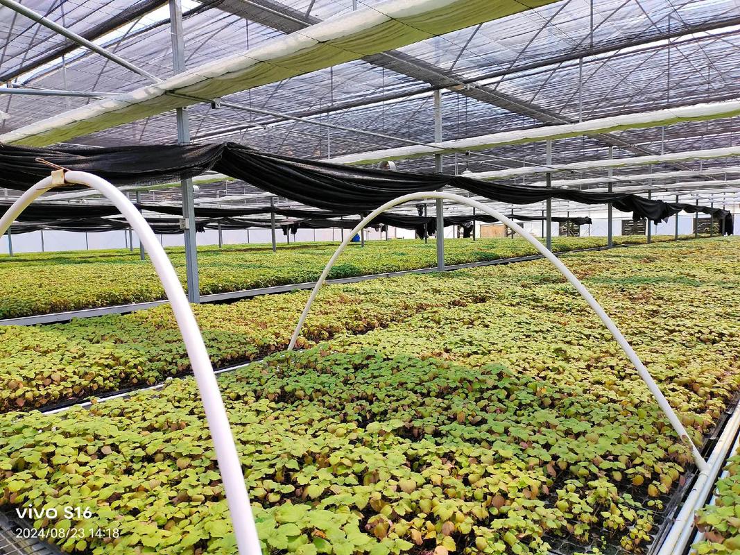 大棚药材种植管理技术有哪些要点？-图1