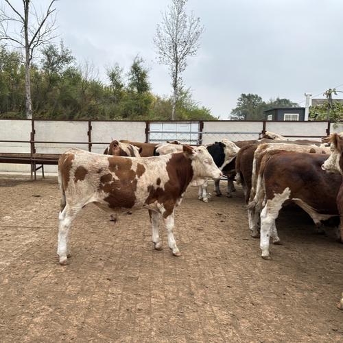 江西适合养啥品种牛？-图3