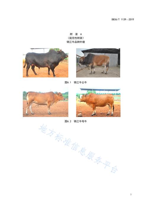 江西适合养啥品种牛？-图1