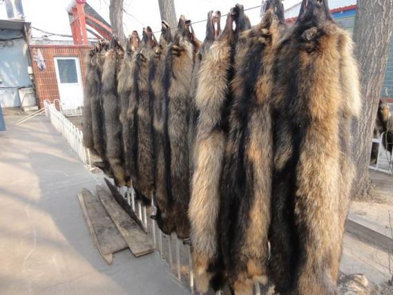 2008年狐狸貉皮价格为何波动？-图1