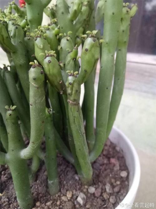 新扦插的变异膨珊瑚如何养护？-图1