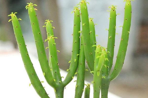 新扦插的变异膨珊瑚如何养护？-图2