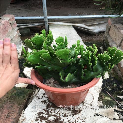 新扦插的变异膨珊瑚如何养护？-图3