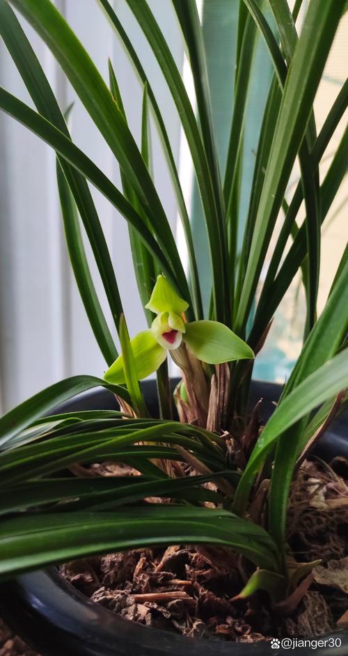 春兰最便宜品种是哪个？-图1